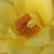 Żółty  - Róża wielkokwiatowa - Hybrid Tea - Frau E. Weigand